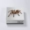 DrumVault Arachnid (Stem Kit) WAV