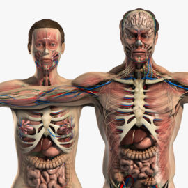 Turbosquid – plasticboy Male and Female Anatomy Complete Pack V05 Free Download