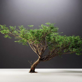 Acacia Tree – 3D Model Free Download