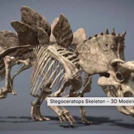 Stegoceratops Skeleton – 3D Models Free Download