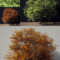 A Tree In Green And Autumn Colours 3D Model